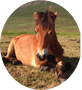 horse