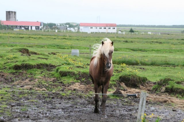 Æskulýðsnefnd-Heimsókn Dana frá Fjóni 2014