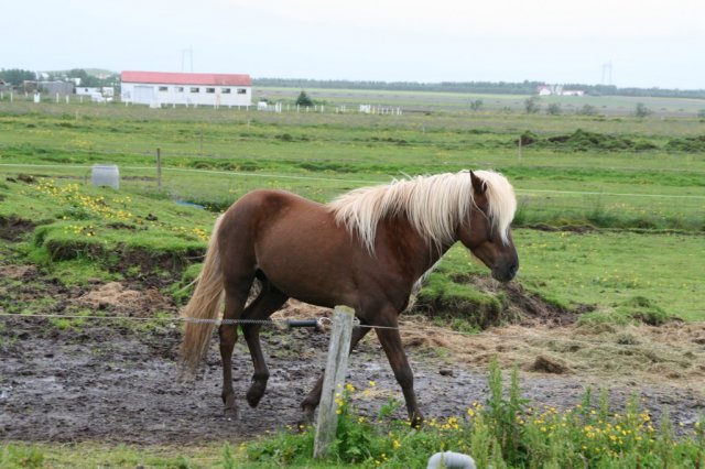 Æskulýðsnefnd-Heimsókn Dana frá Fjóni 2014