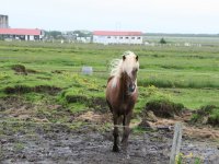 Æskulýðsnefnd-Heimsókn Dana frá Fjóni 2014