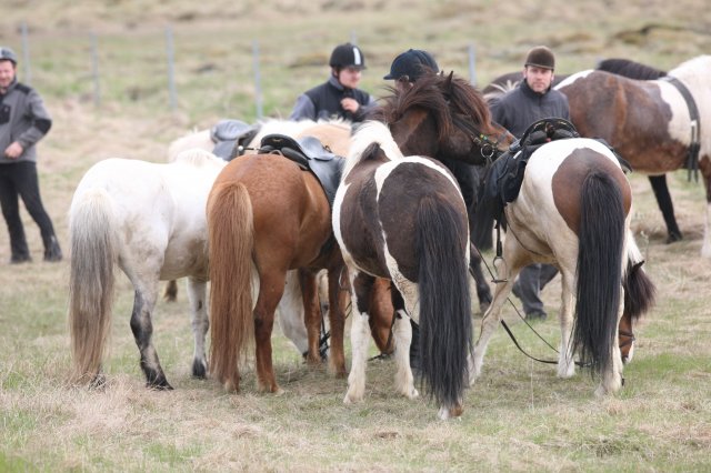 Baðtúr 2008