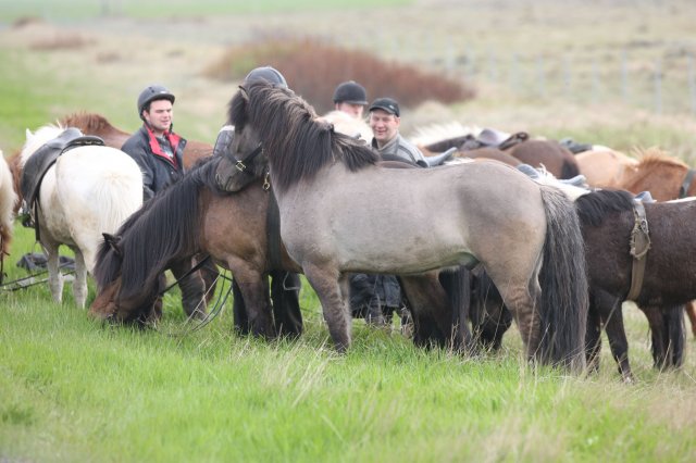 Baðtúr 2008