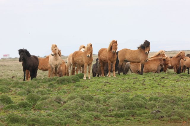 Baðtúr 2008