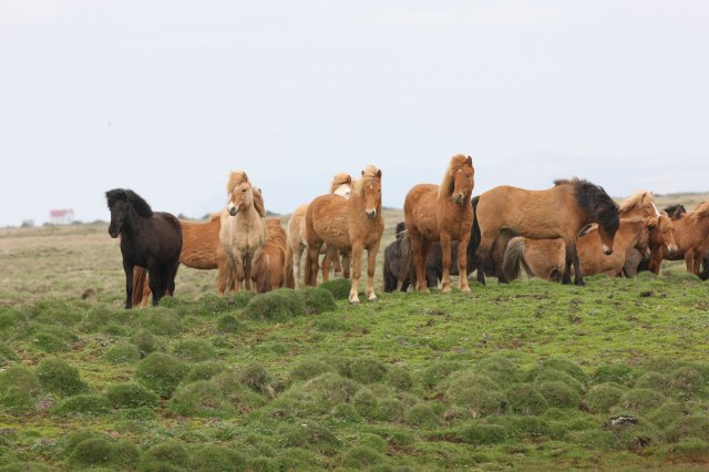 Baðtúr 2008