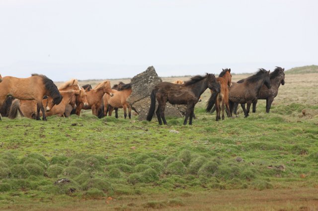 Baðtúr 2008