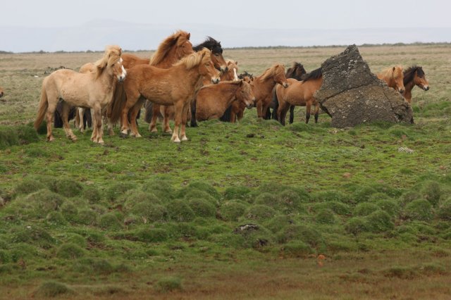 Baðtúr 2008