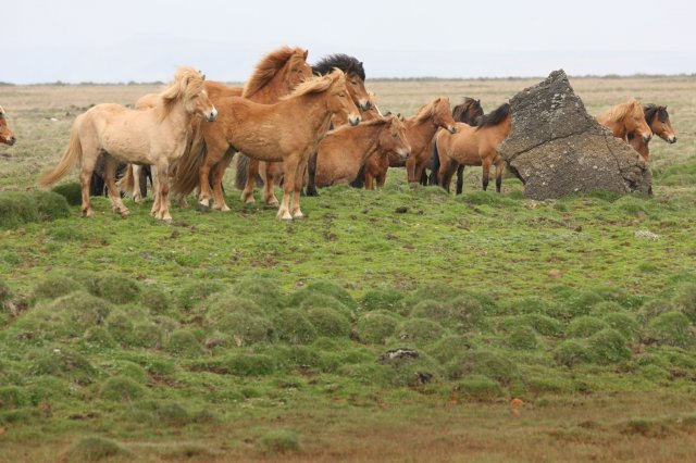 Baðtúr 2008