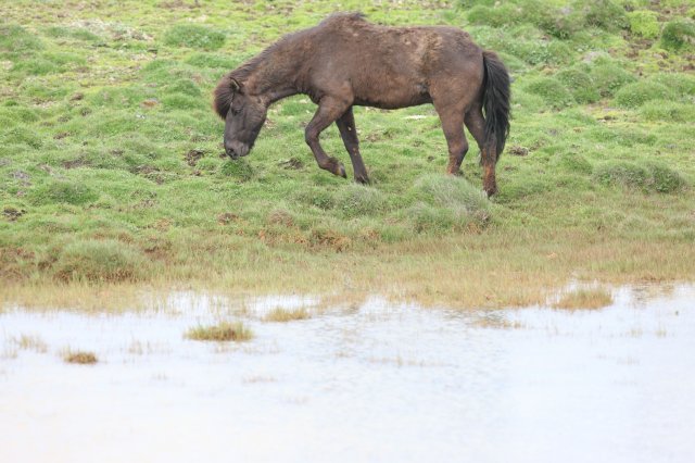 Baðtúr 2008