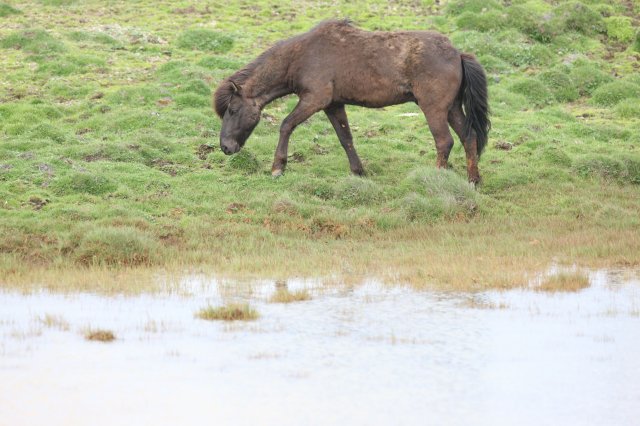 Baðtúr 2008