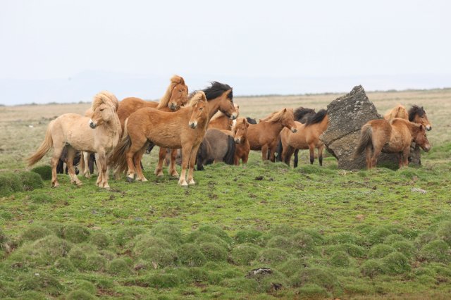 Baðtúr 2008