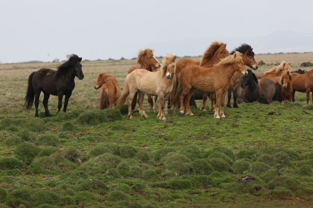 Baðtúr 2008