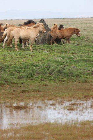 Baðtúr 2008