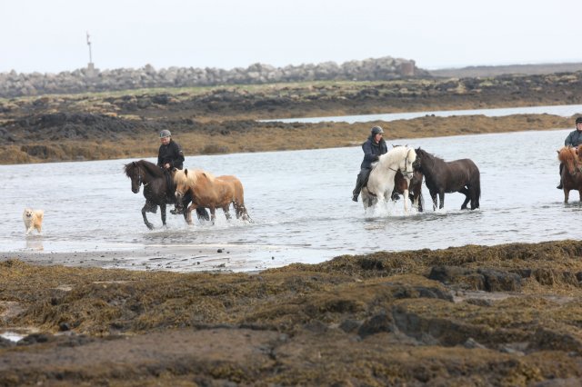 Baðtúr 2008