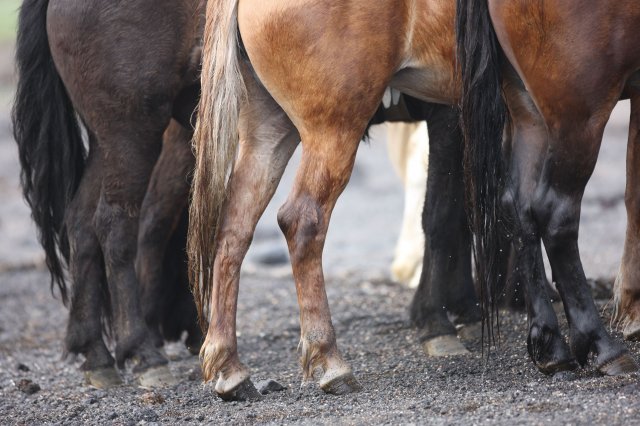 Baðtúr 2008