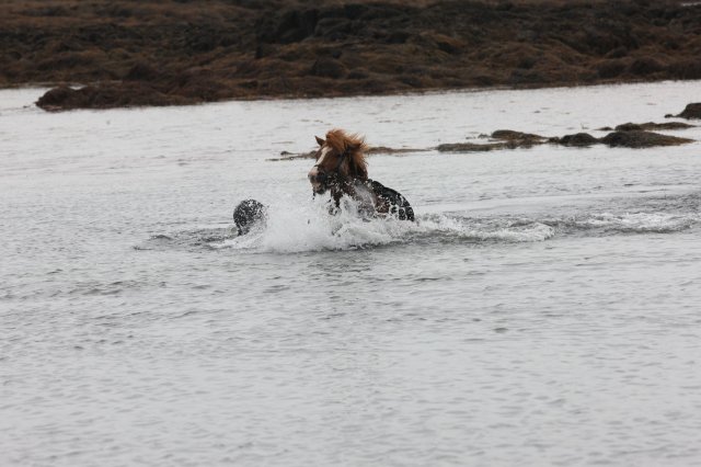 Baðtúr 2008