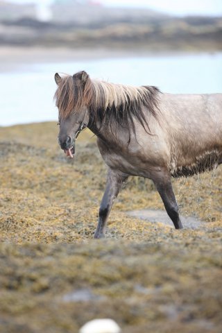 Baðtúr 2008