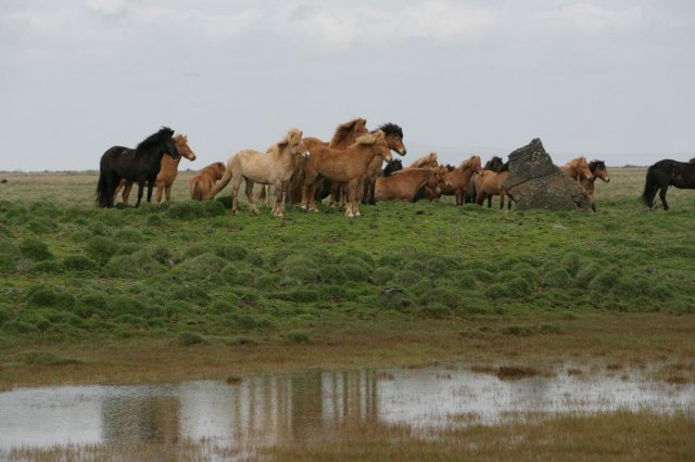 Baðtúr 2008