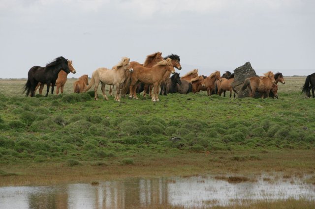 Baðtúr 2008