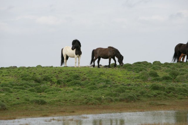 Baðtúr 2008