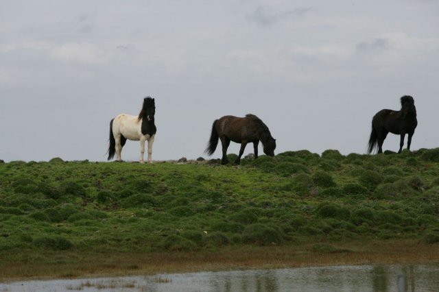 Baðtúr 2008