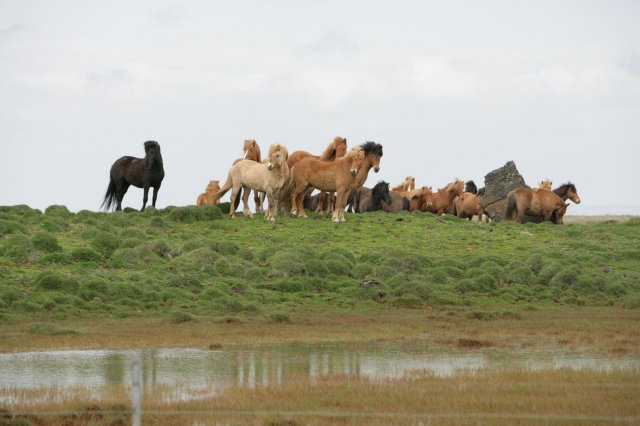 Baðtúr 2008