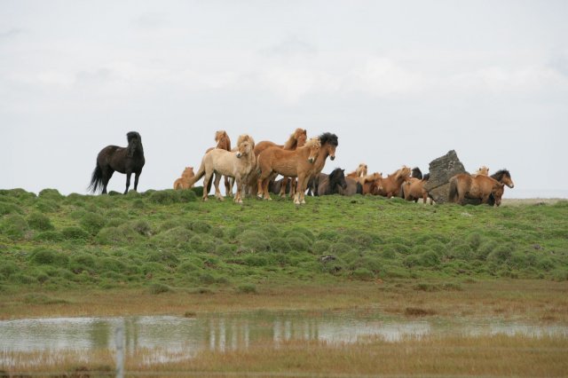 Baðtúr 2008