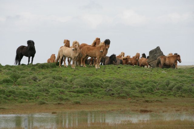 Baðtúr 2008