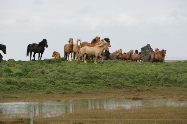 Baðtúr 2008