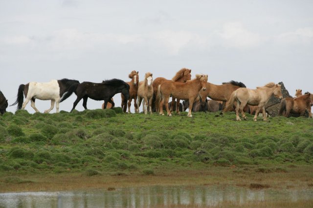 Baðtúr 2008