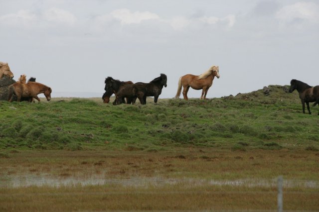 Baðtúr 2008