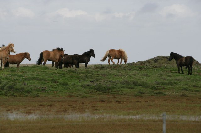 Baðtúr 2008