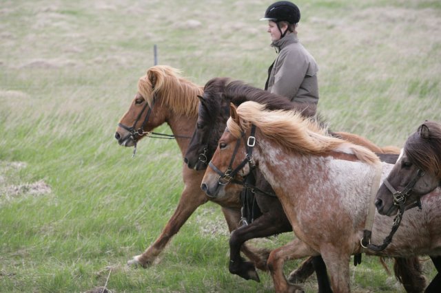 Baðtúr 2008