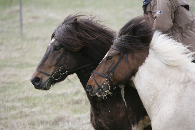 Baðtúr 2008