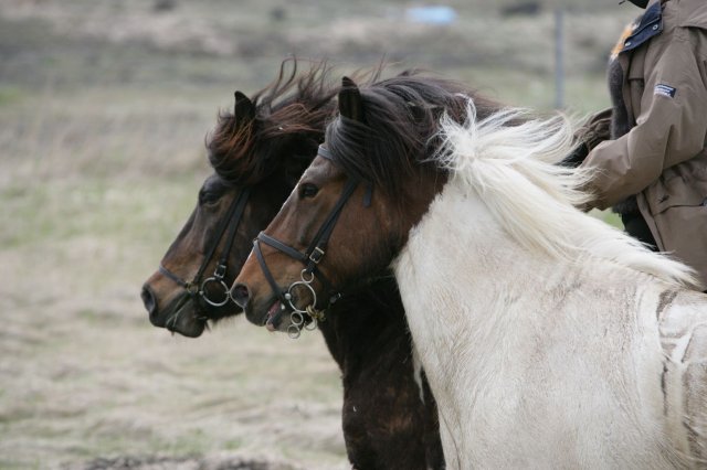 Baðtúr 2008