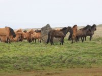 Baðtúr 2008