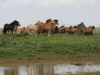 Baðtúr 2008