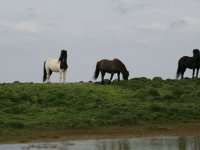 Baðtúr 2008