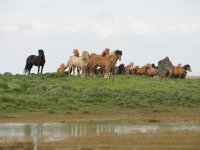 Baðtúr 2008