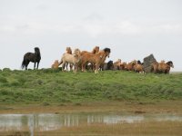 Baðtúr 2008