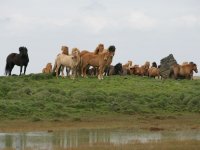 Baðtúr 2008