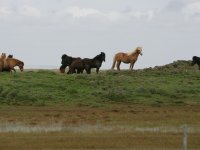 Baðtúr 2008