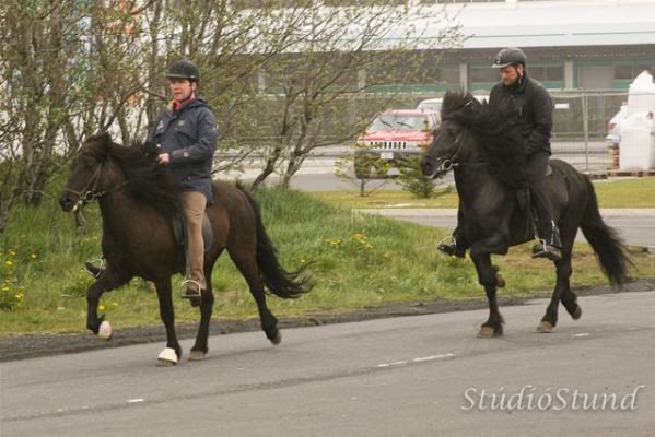 Vígsla Reiðhallar